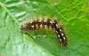 Acronicta rumicis